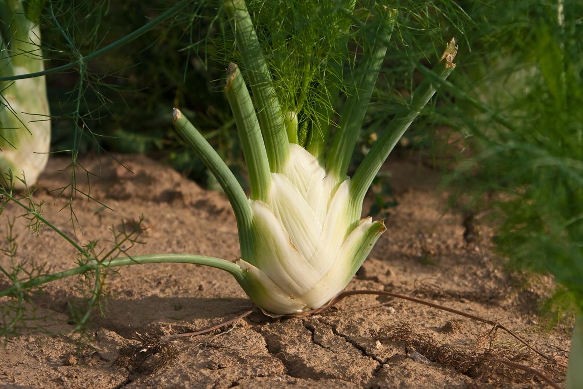 Mein Gemüsegarten: Fenchel