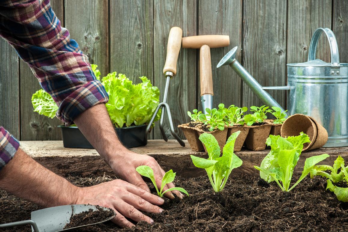 Mein Gemüsegarten: Lattich