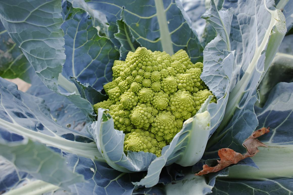 Mein Gemüsegarten: Romanesco