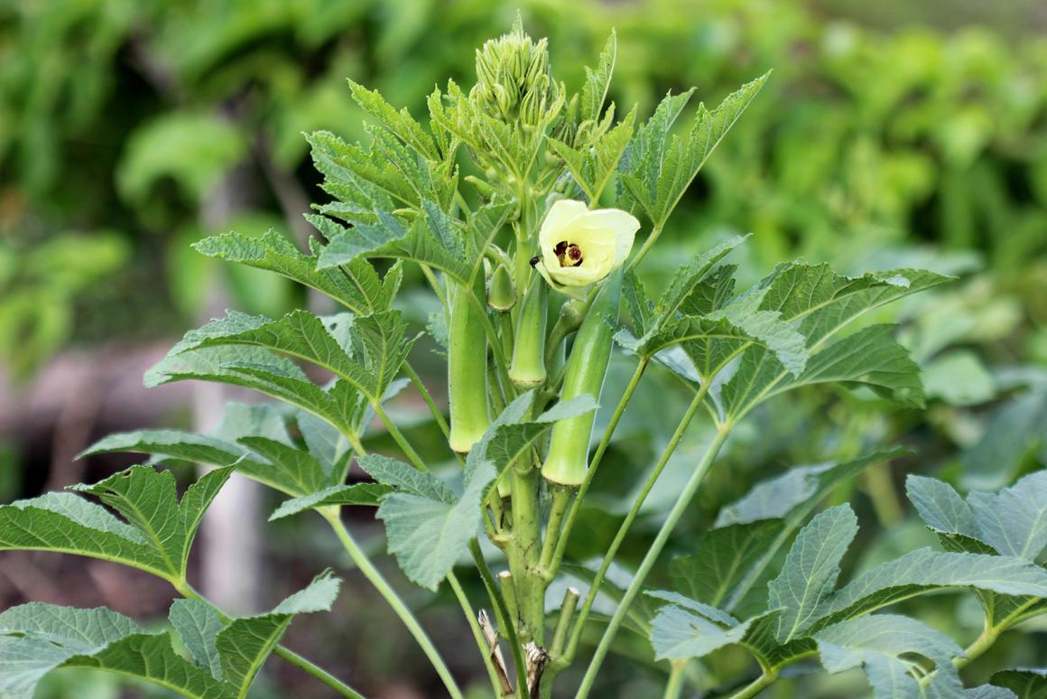 Mein Gemüsegarten: Okra