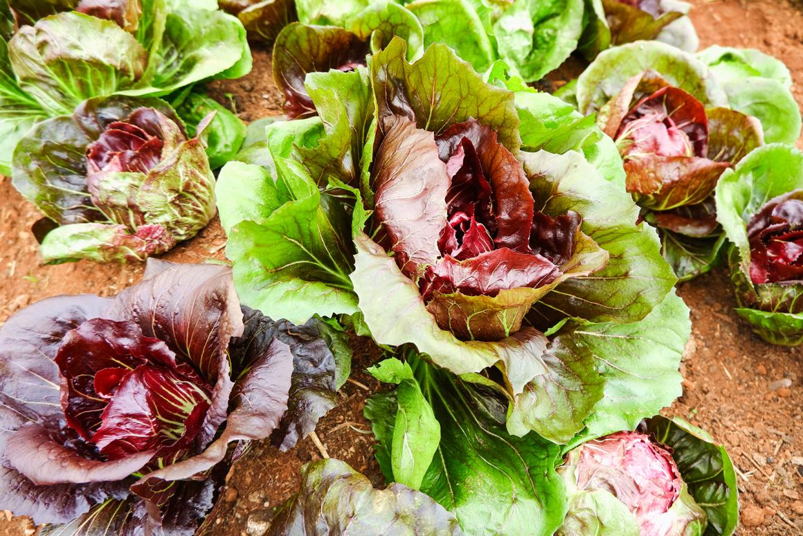Mein Gemüsegarten: Radicchio