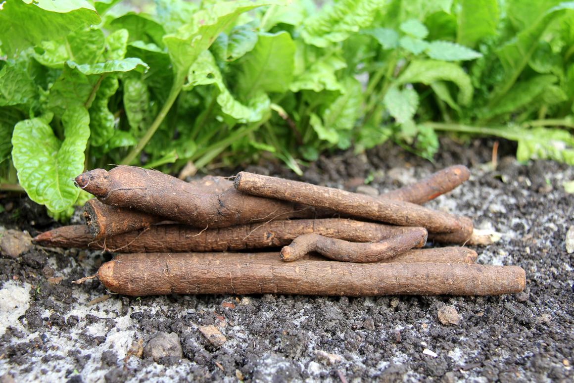 Mein Gemüsegarten: Schwarzwurzeln