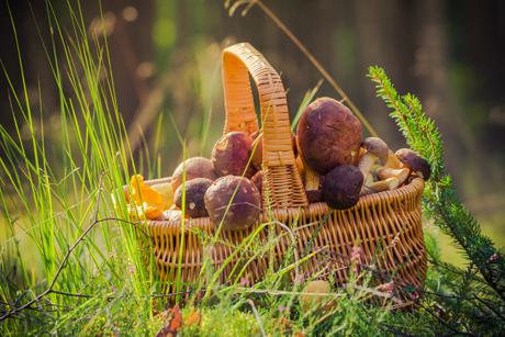 Pilze richtig säubern und Pilzarten