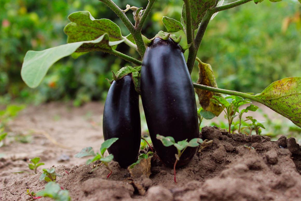 Mein Gemüsegarten: Aubergine