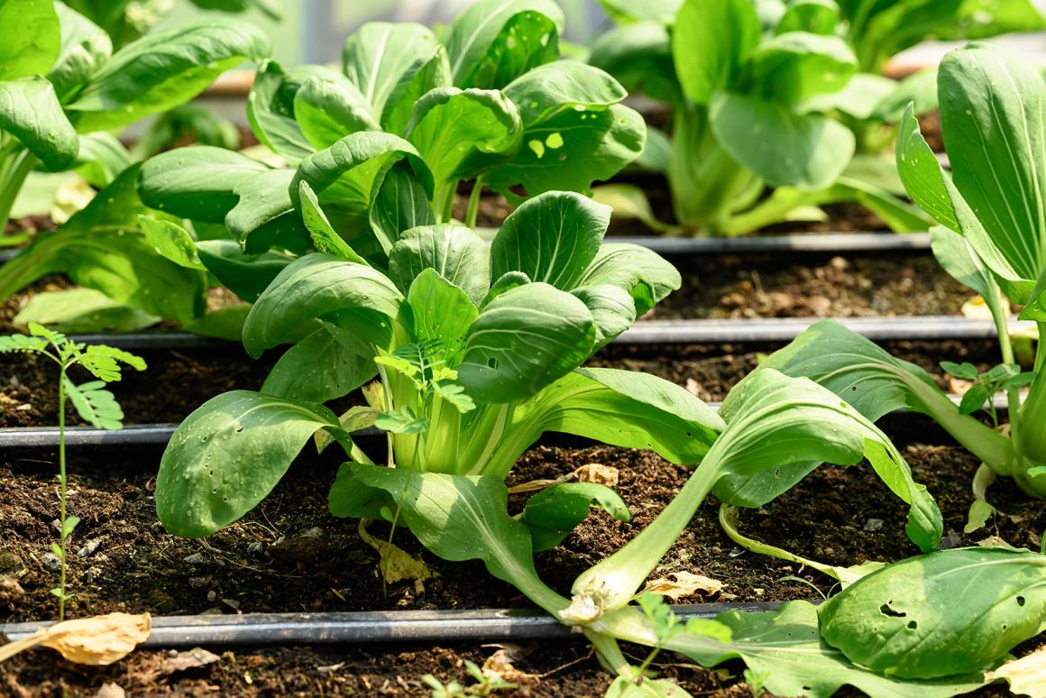 Mein Gemüsegarten Pak Choi