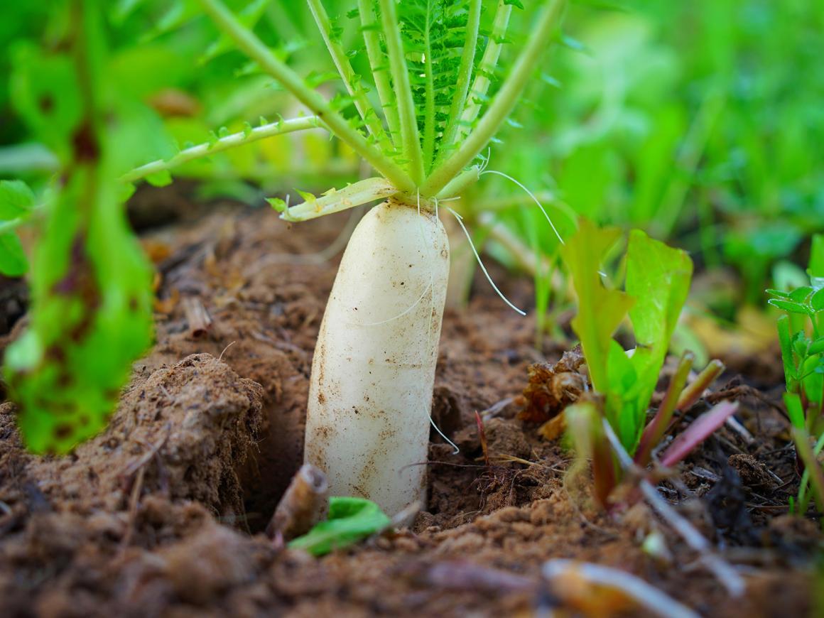 Mein Gemüsegarten: Rettich