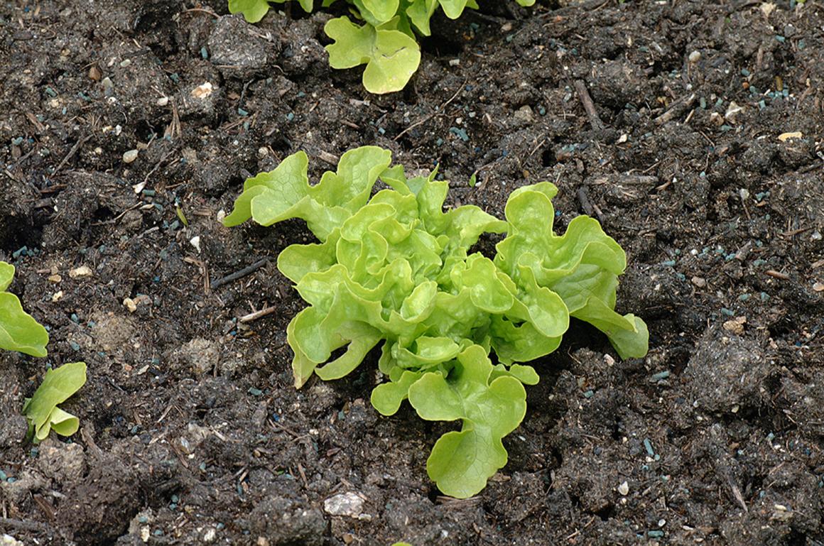 Mein Gemüsegarten: Batavia