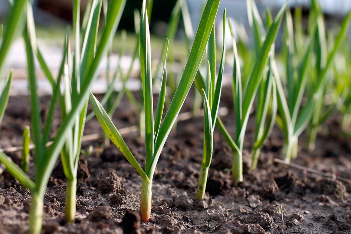 Mein Gemüsegarten: Knoblauch