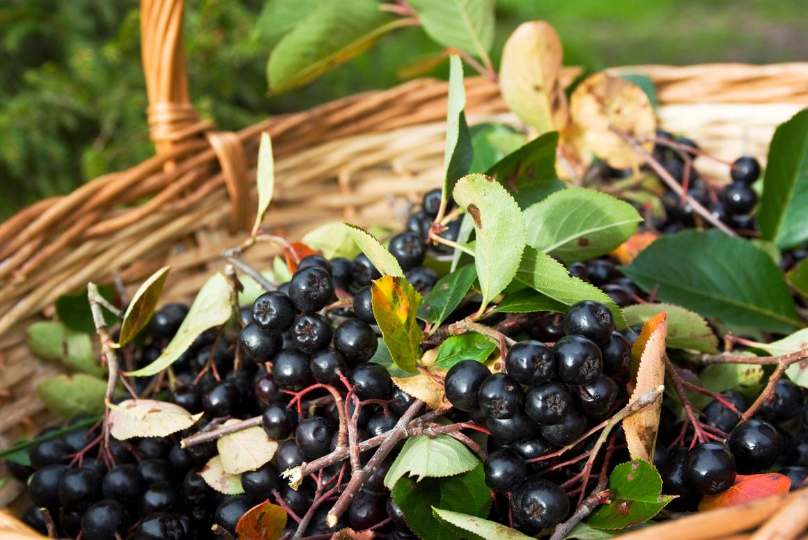Mein Obstgarten: Aroniabeere