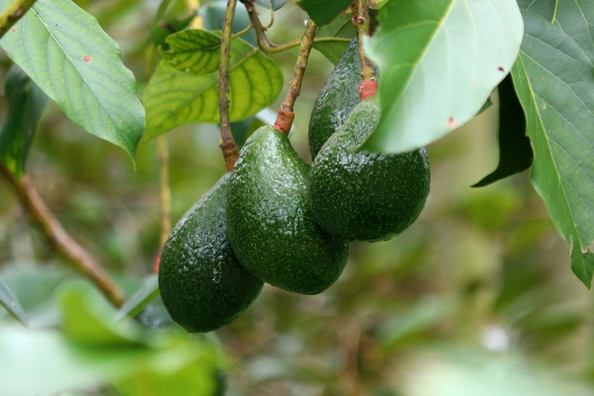 Avocado