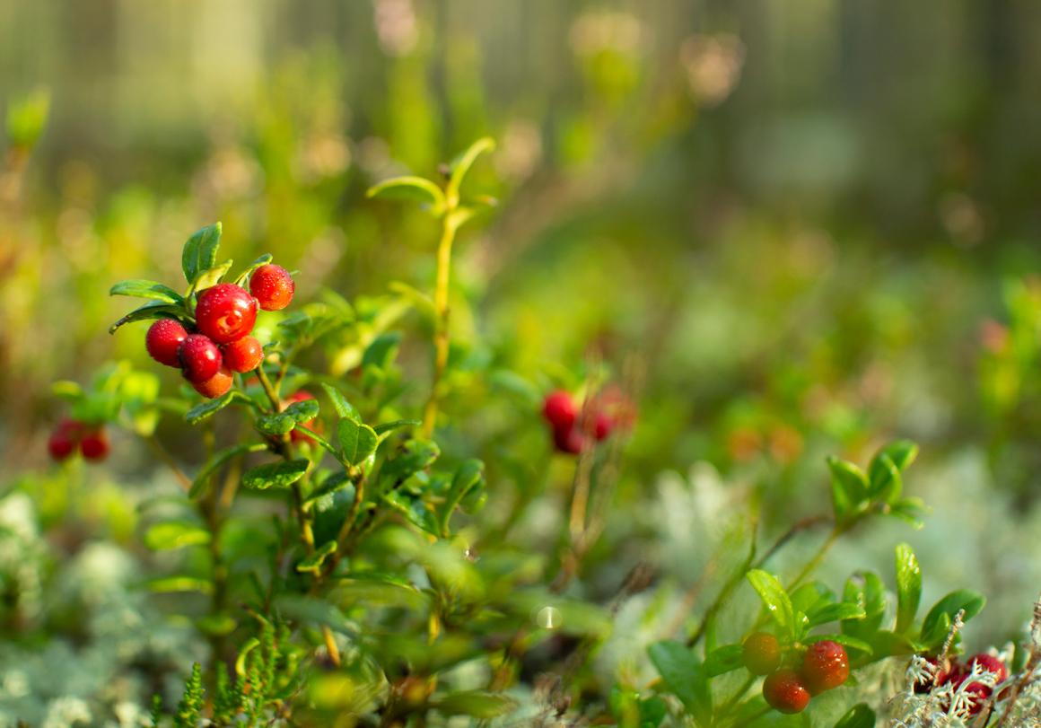 Mein Obstgarten: Cranberry