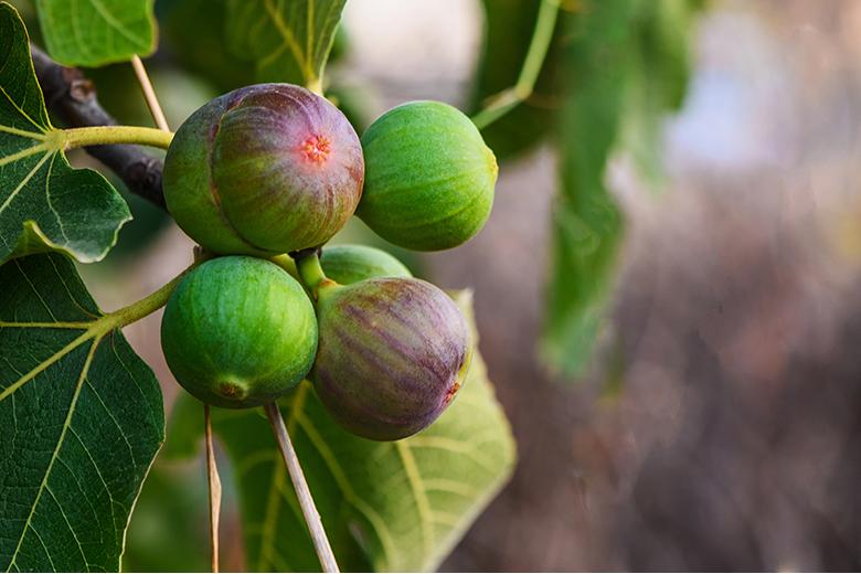 Mein Obstgarten: Feigen