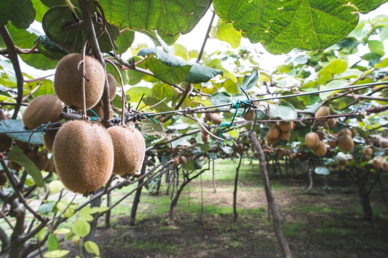 Mein Obstgarten: Kiwis
