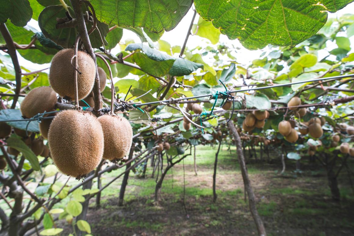 Mein Obstgarten: Kiwis