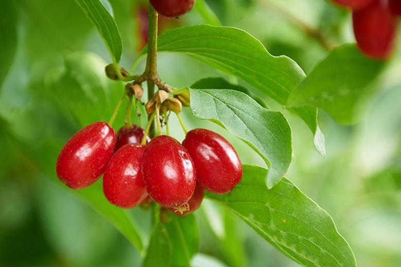 Mein Obstgarten: Kornelkirsche