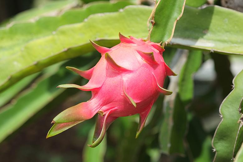 Mein Obstgarten: Drachenfrucht