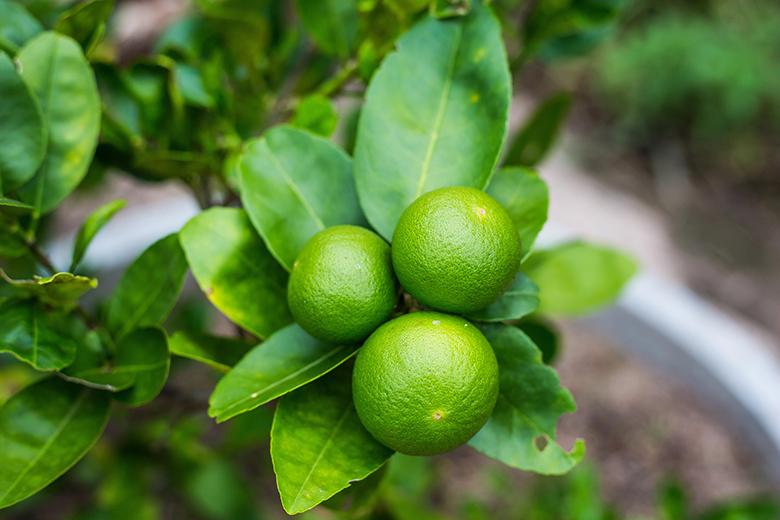 Mein Obstgarten: Limette