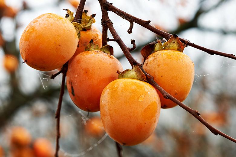 Mein Obstgarten: Kaki