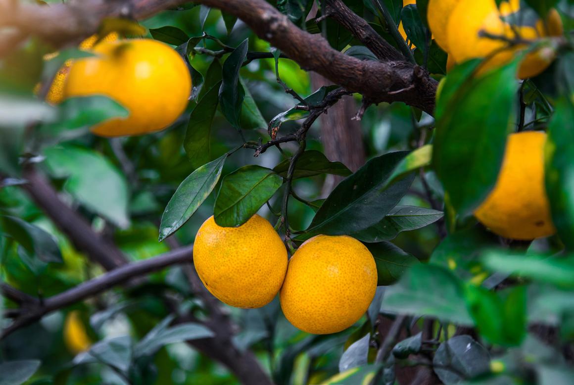 Mein Obstgarten: Grapefruit
