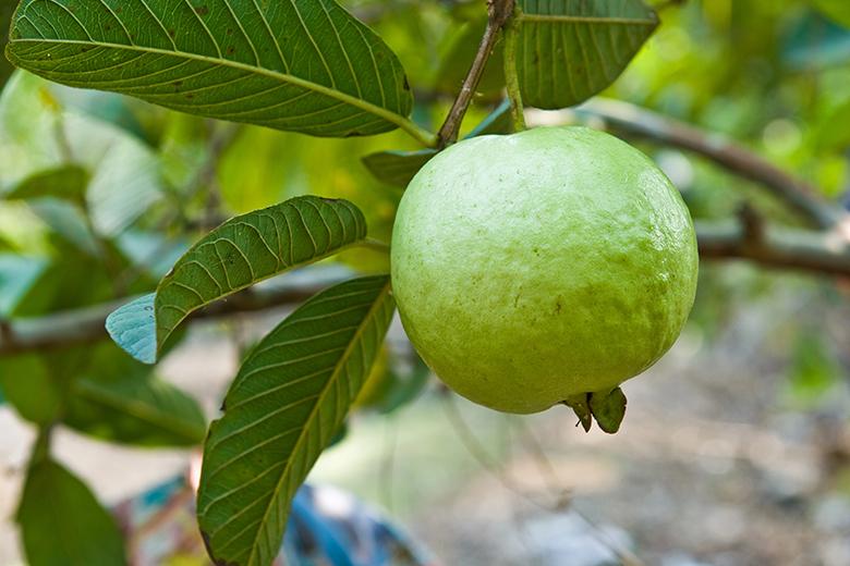 Mein Obstgarten: Guave