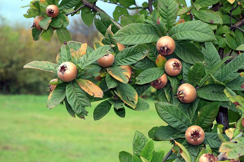 Mein Obstgarten: Mispeln