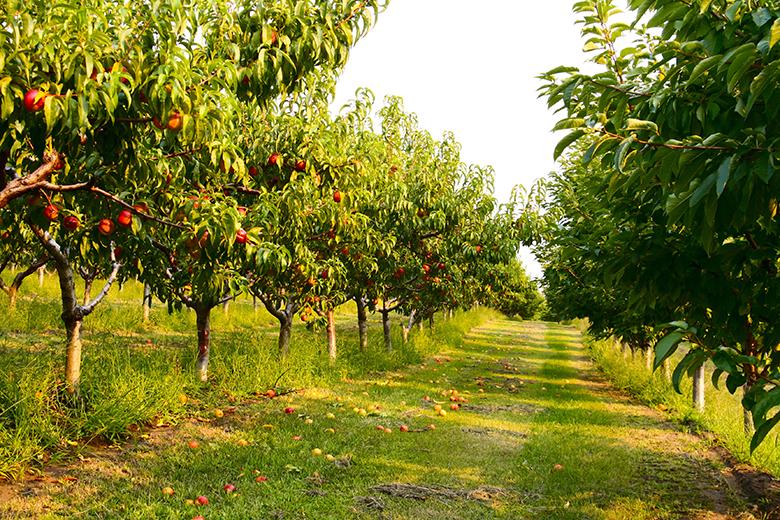 Mein Obstgarten: Nektarine