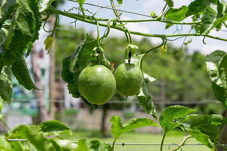 Mein Obstgarten: Passionsfrucht