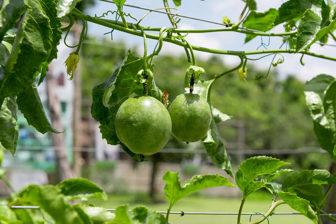 Mein Obstgarten: Passionsfrucht