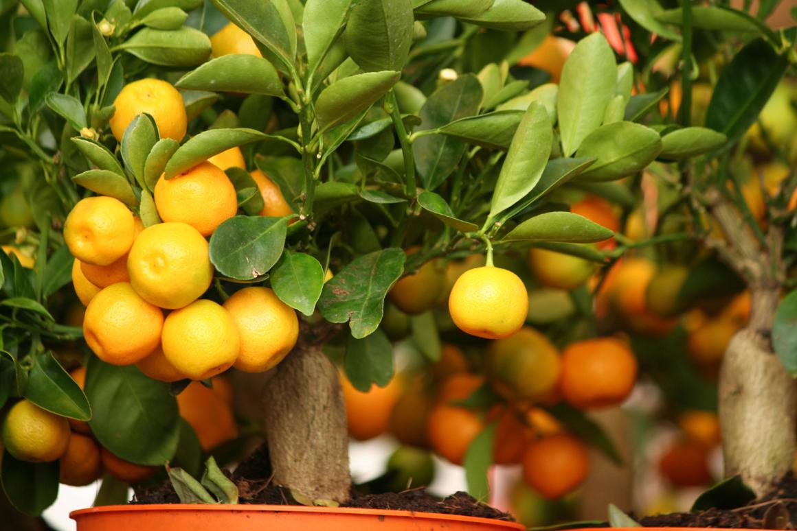 Mein Obstgarten: Orangen