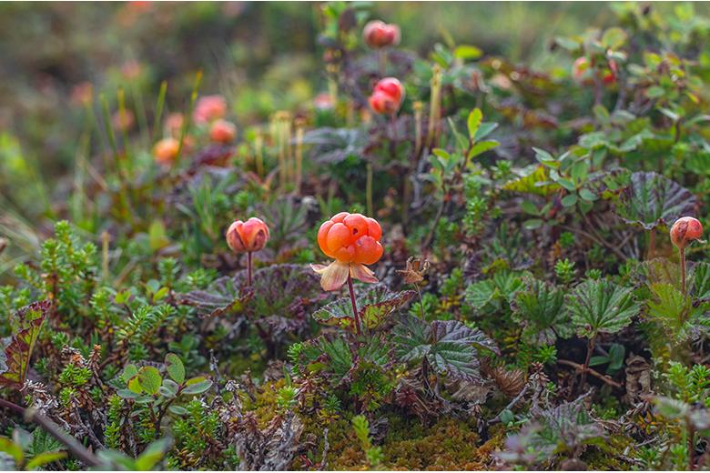 Mein Obstgarten: Moltebeeren