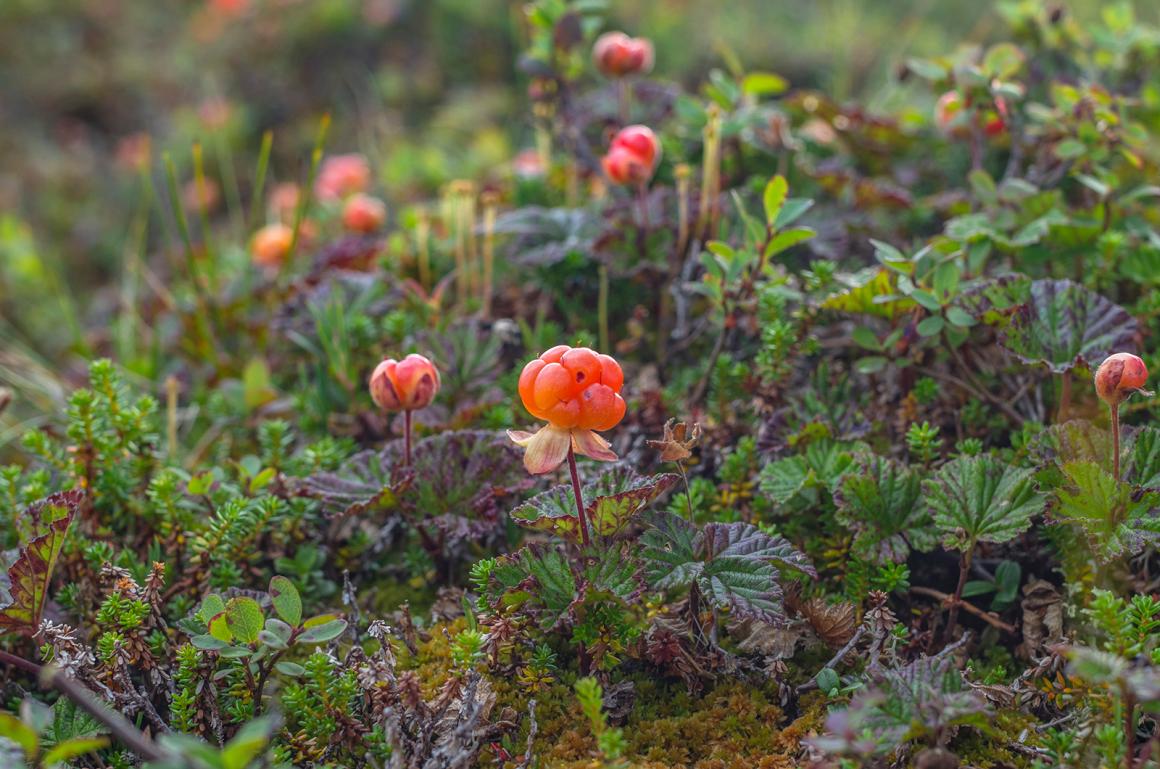 Mein Obstgarten: Moltebeeren