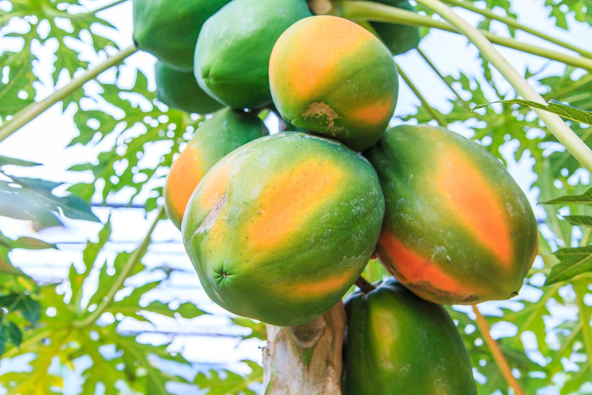 Mein Obstgarten: Papaya