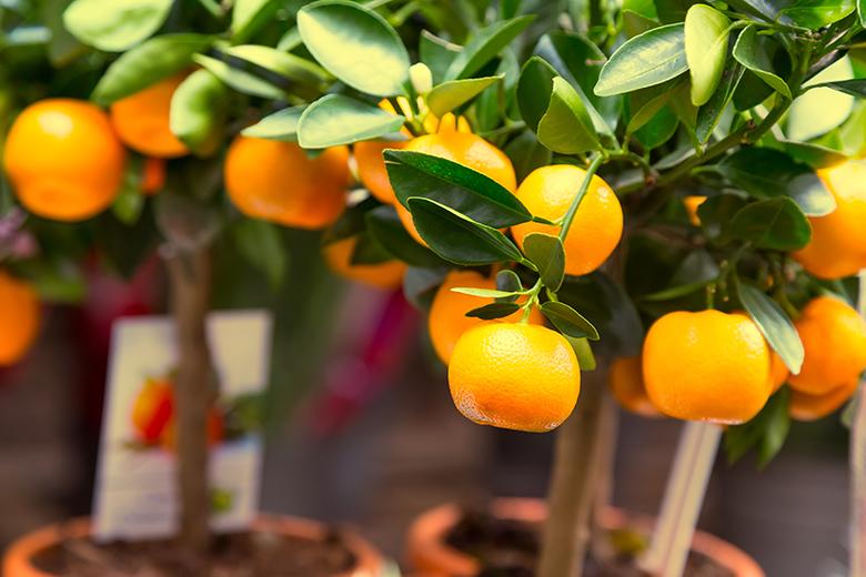 Mein Obstgarten: Mandarinen
