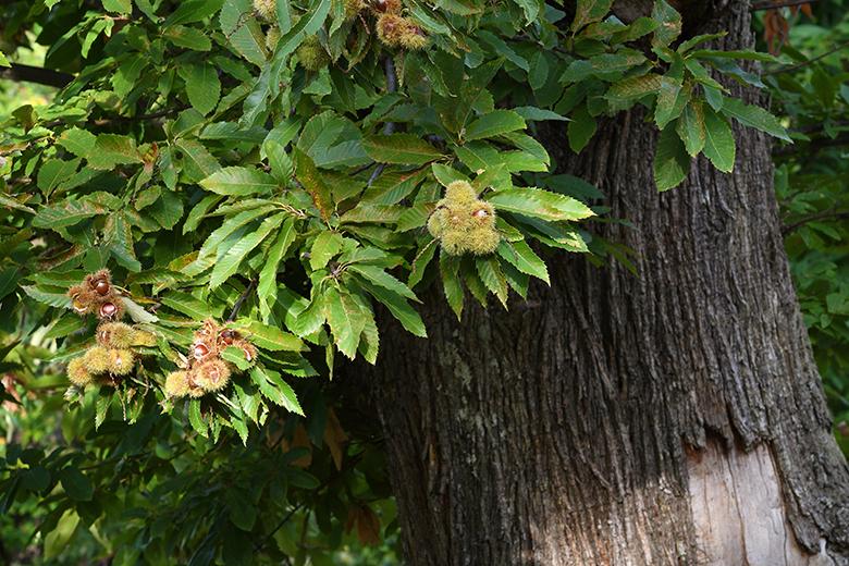 Mein Obstgarten: Kastanien
