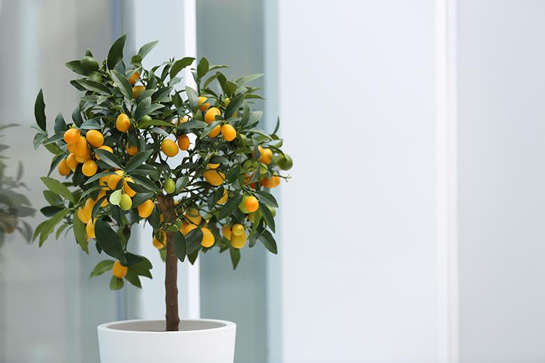 Mein Obstgarten: Kumquats