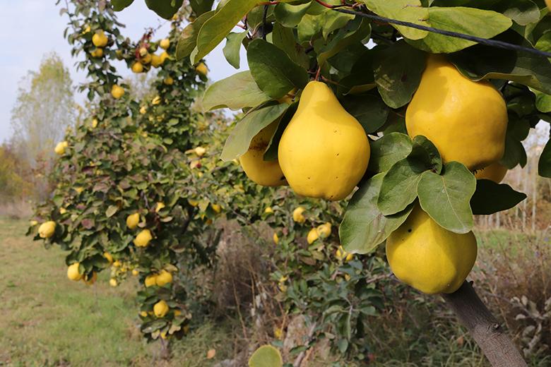 Mein Obstgarten: Quitte