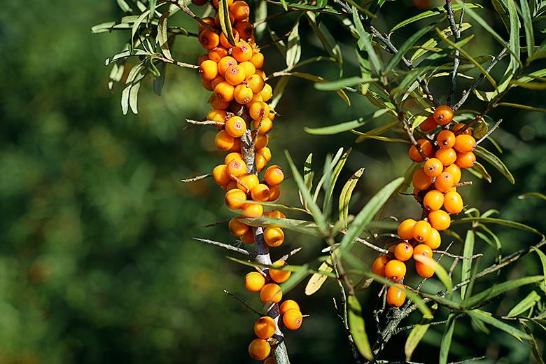 Mein Obstgarten: Sanddorn
