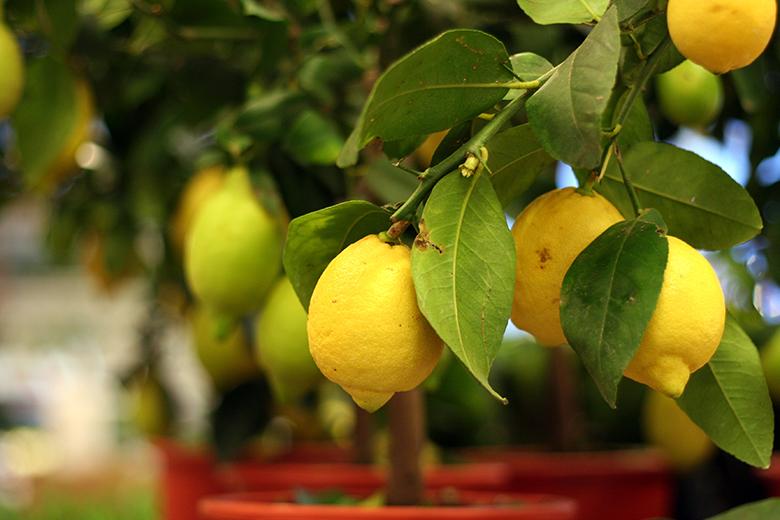 Mein Obstgarten: Zitronen