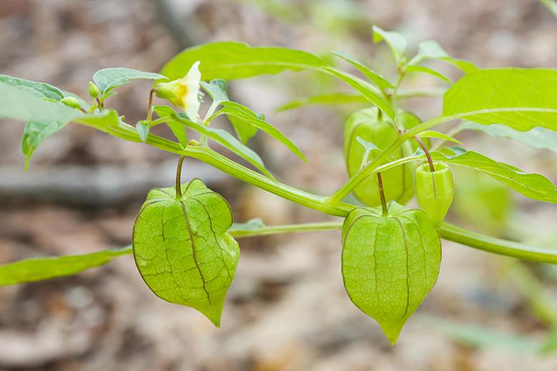 Mein Obstgarten: Physalis