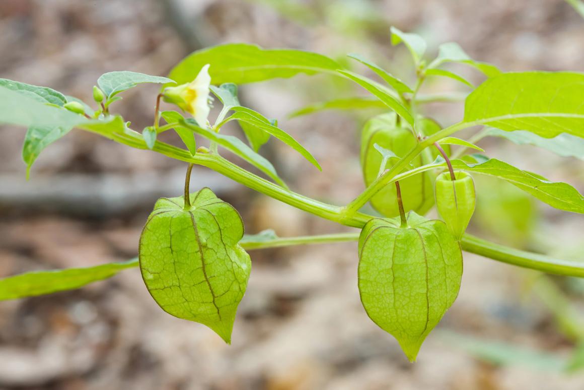 Mein Obstgarten: Physalis