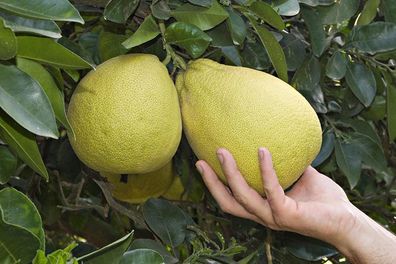Mein Obstgarten: Pomelo