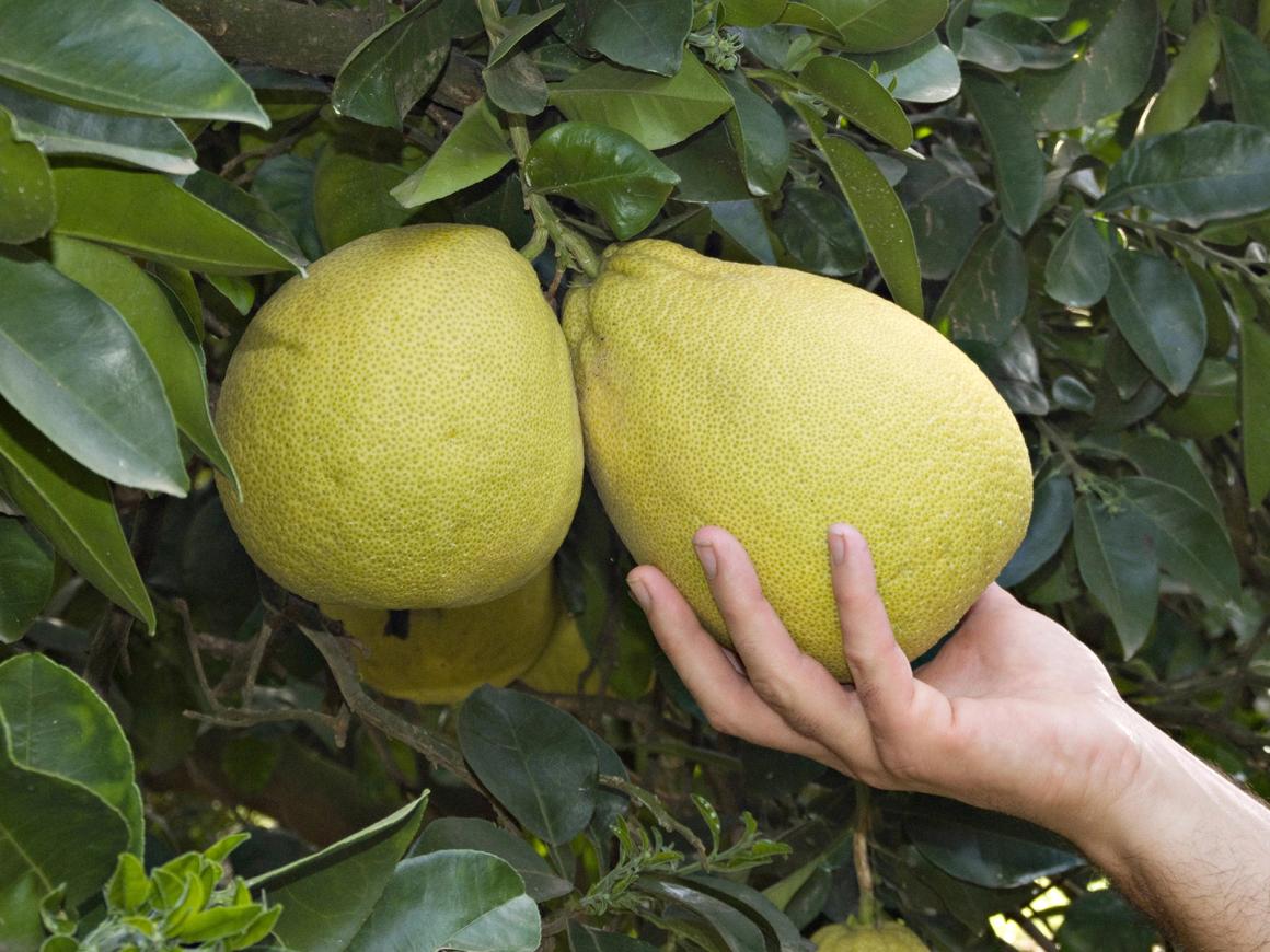 Mein Obstgarten: Pomelo