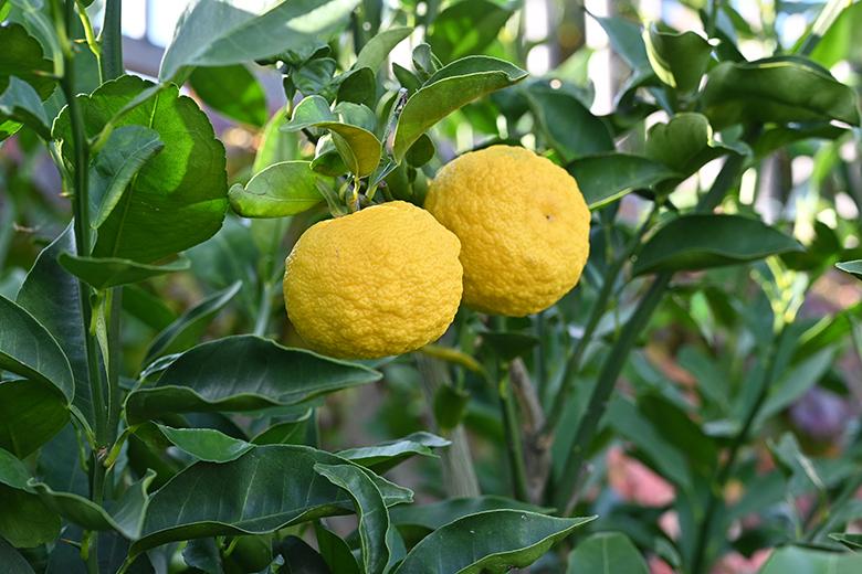 Mein Obstgarten: Yuzu