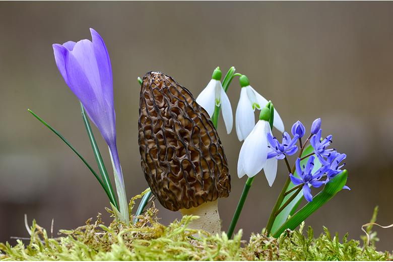 Marktbummel April - Saison von Morchel und Spargel 