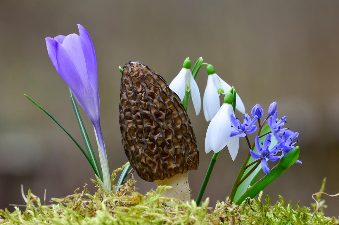 Marktbummel April - Saison von Morchel und Spargel 