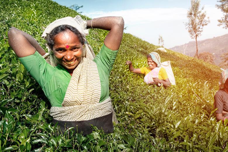 Die verschiedenen Anbaugebiete des Tees