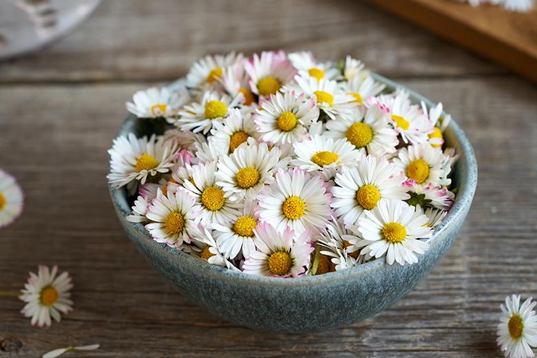 Gänseblümchen in der Küche