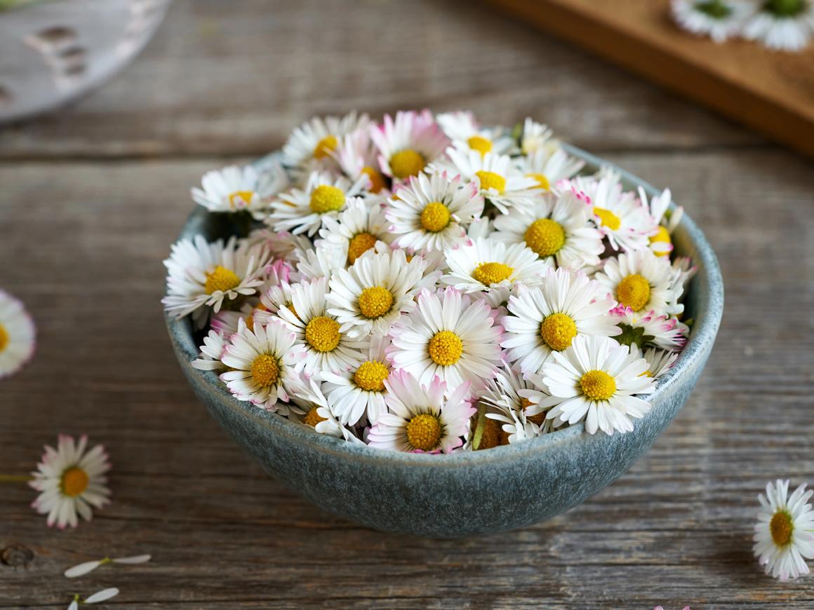 Gänseblümchen in der Küche
