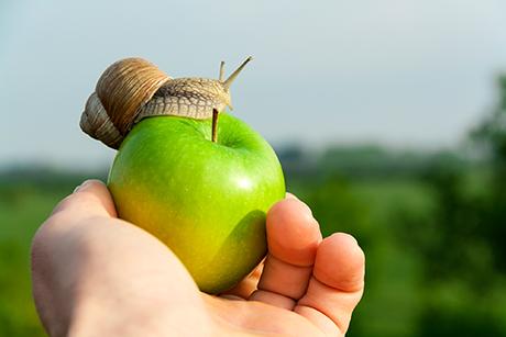 Slow Food