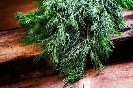 Dill
